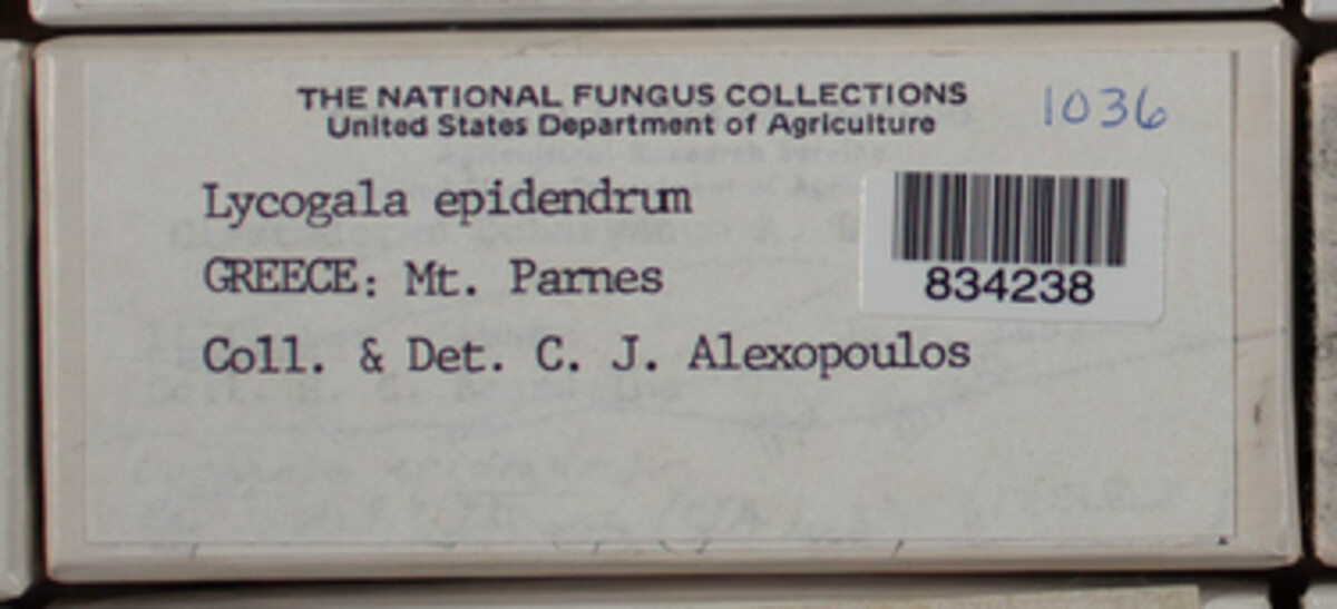 Lycogala epidendrum image